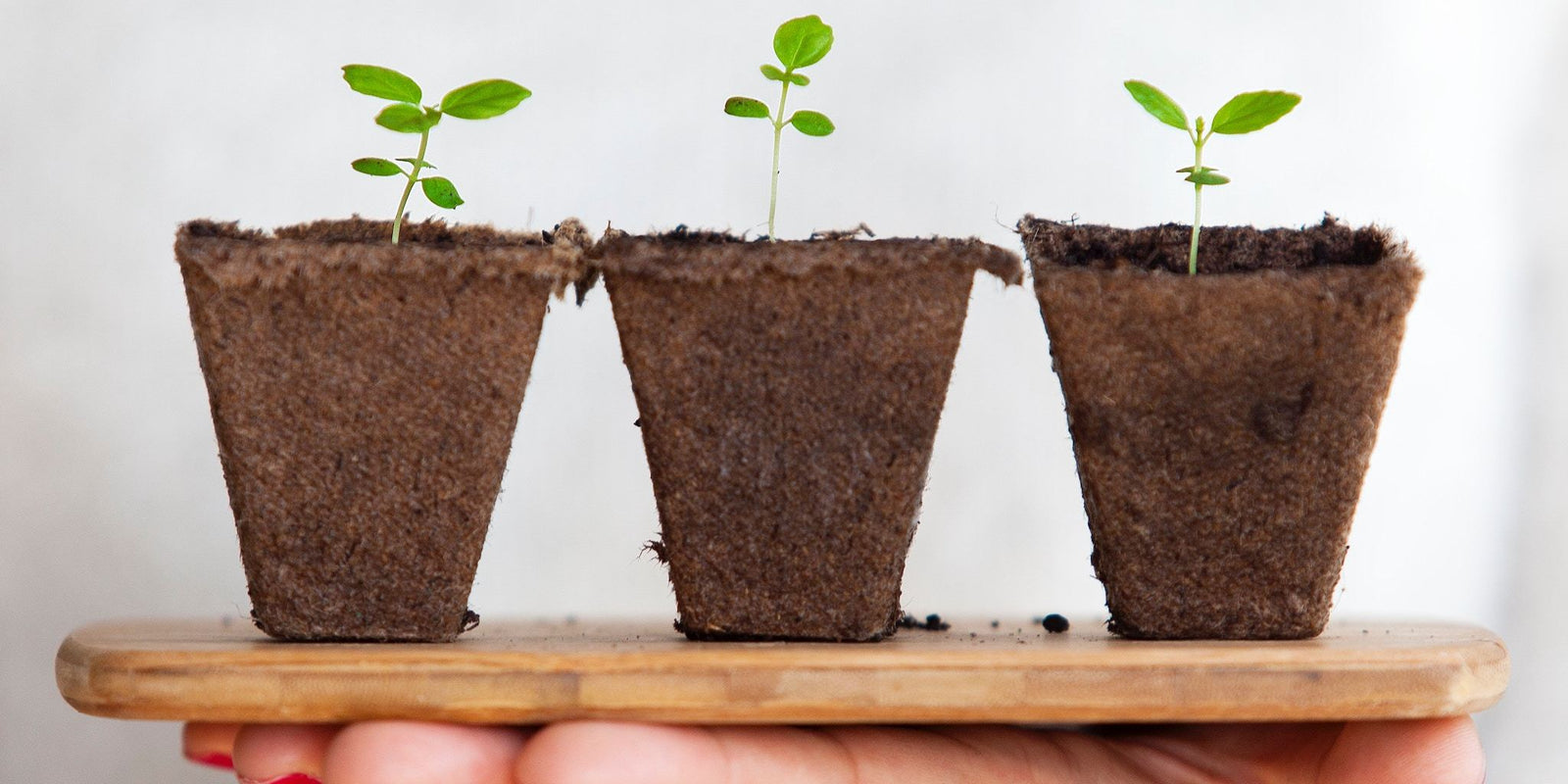 CBD vs. THC: What's the Difference?