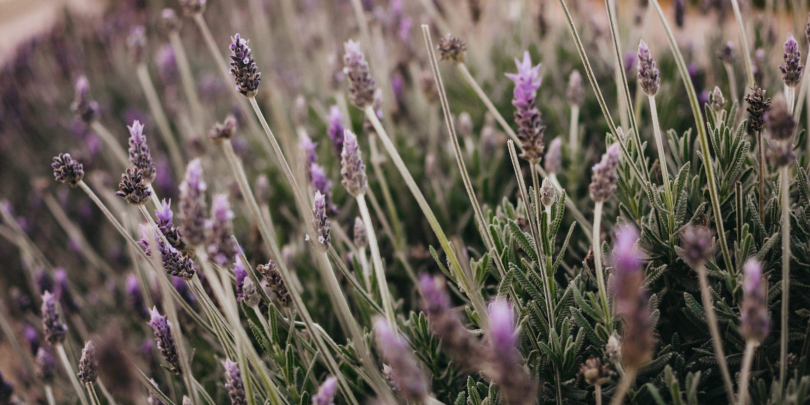 The Long History of Aromatherapy